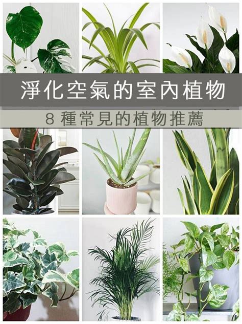 家中植物推薦|客廳、臥室適合放什麼植物？淨化空氣6款室內植物推。